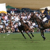 Photoscience - Polo and Wedding photographers in Hampshire Surrey and Sussex